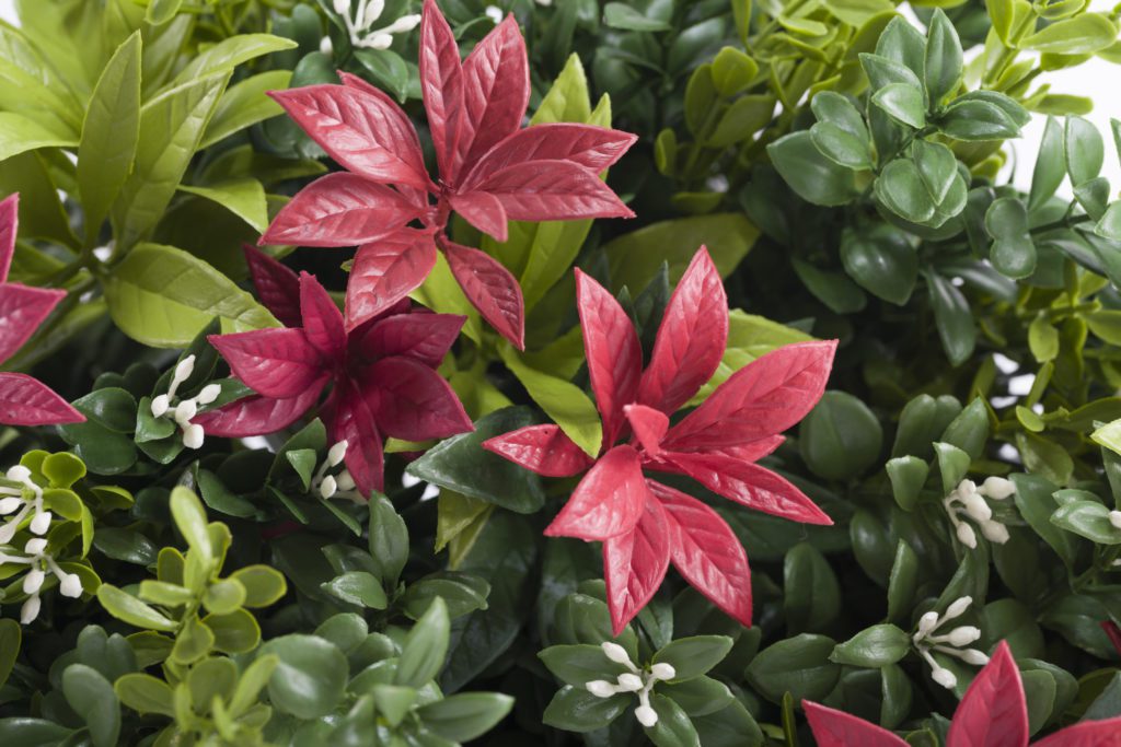 Forest Flame Colour & Texture Box Living Wall