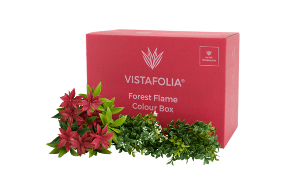Forest Flame Colour Box